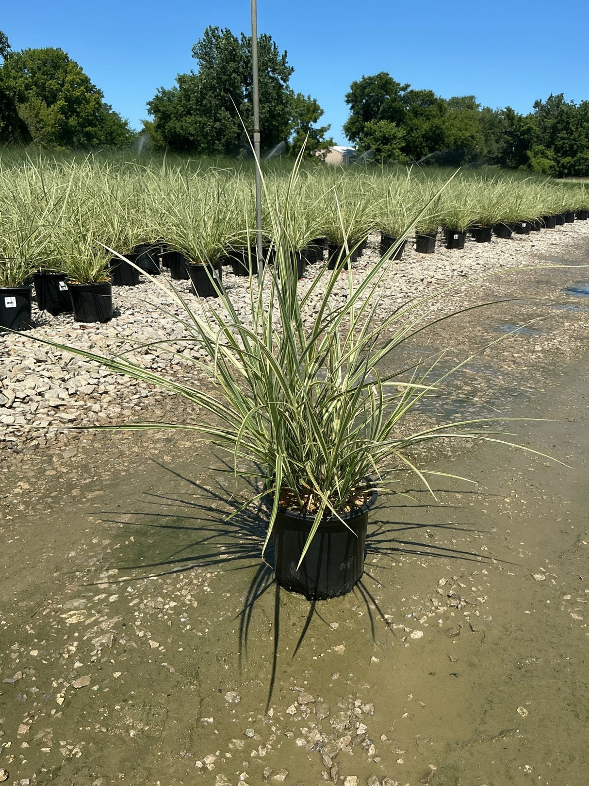 Variegated Japanese Silver Grass in a black nursery container at a plant production facility, showing cream-edged green blades.