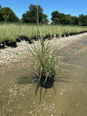 Variegated Japanese Silver Grass in a black nursery container at a plant production facility, showing cream-edged green blades.
