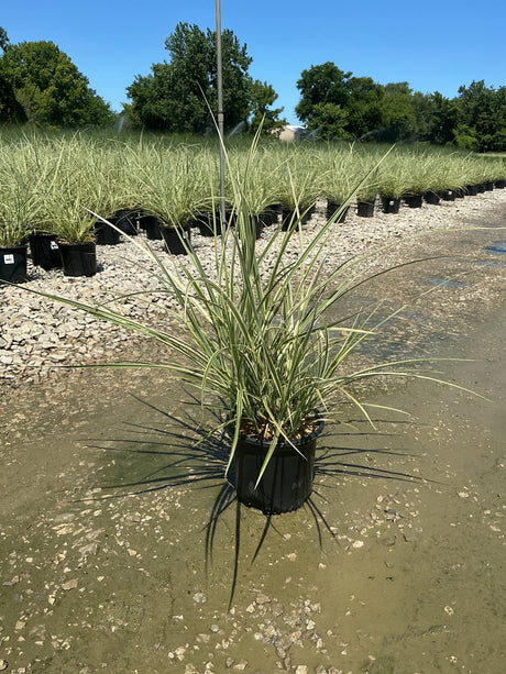 Variegated Japanese Silver Grass in a black nursery container at a plant production facility, showing cream-edged green blades.