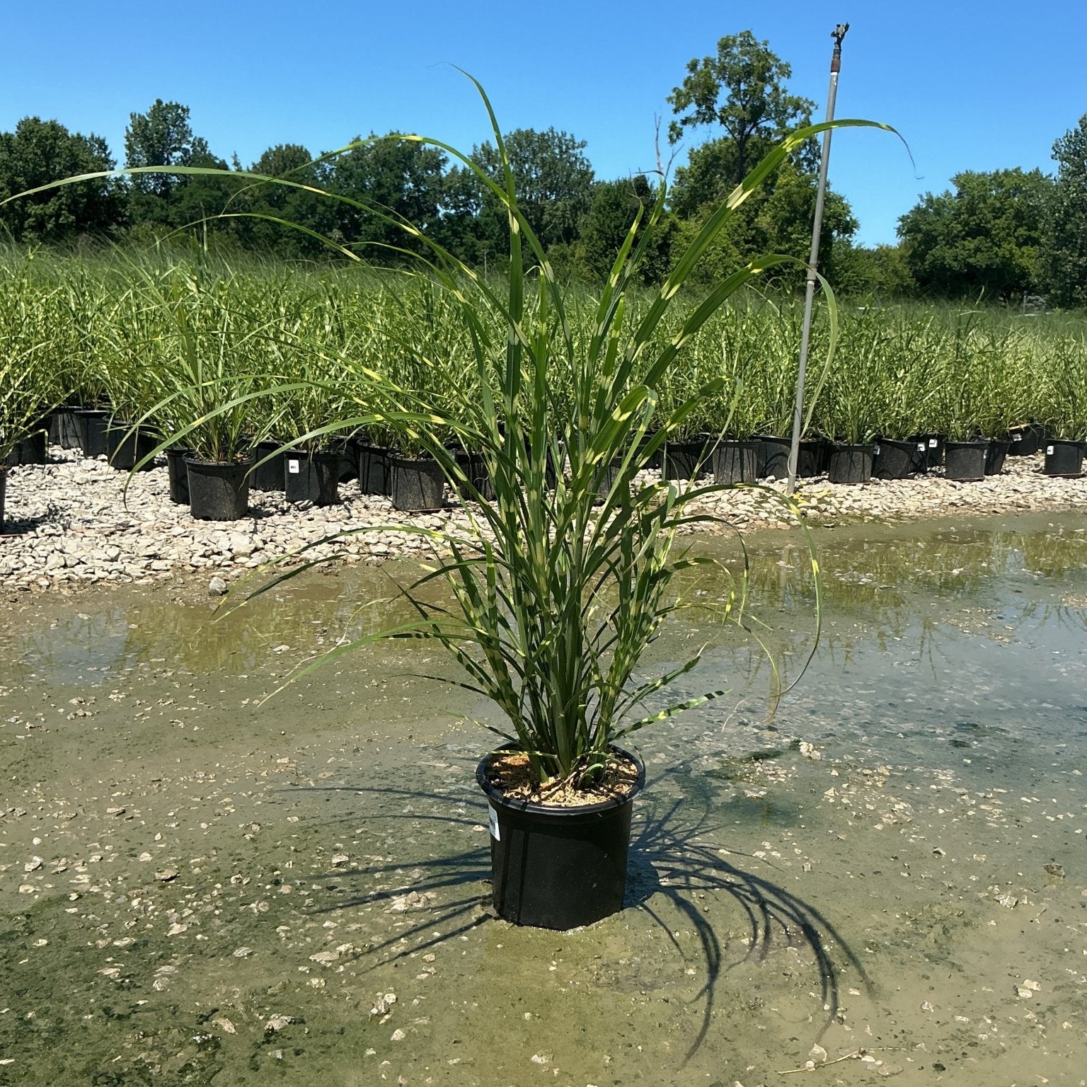 Zebra Grass Miscanthus sinensis Zebrinus growing in a black nursery container at a plant nursery with shallow water on the ground.