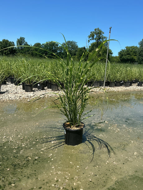 Zebra Grass Miscanthus sinensis Zebrinus growing in a black nursery container at a plant nursery with shallow water on the ground.