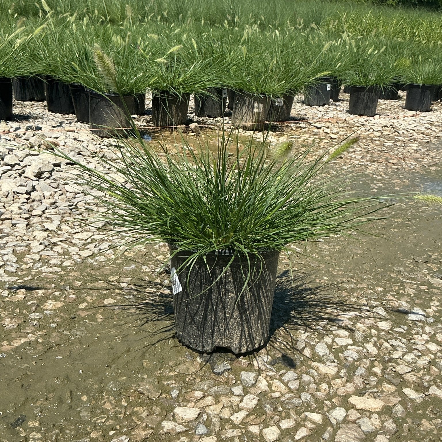 Dwarf Fountain Grass Hameln in a #1 nursery container at a gravel growing yard, showing arching green blades and early seed heads.