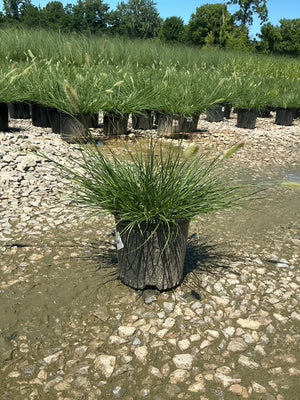 Dwarf Fountain Grass Hameln in a #1 nursery container at a gravel growing yard, showing arching green blades and early seed heads.
