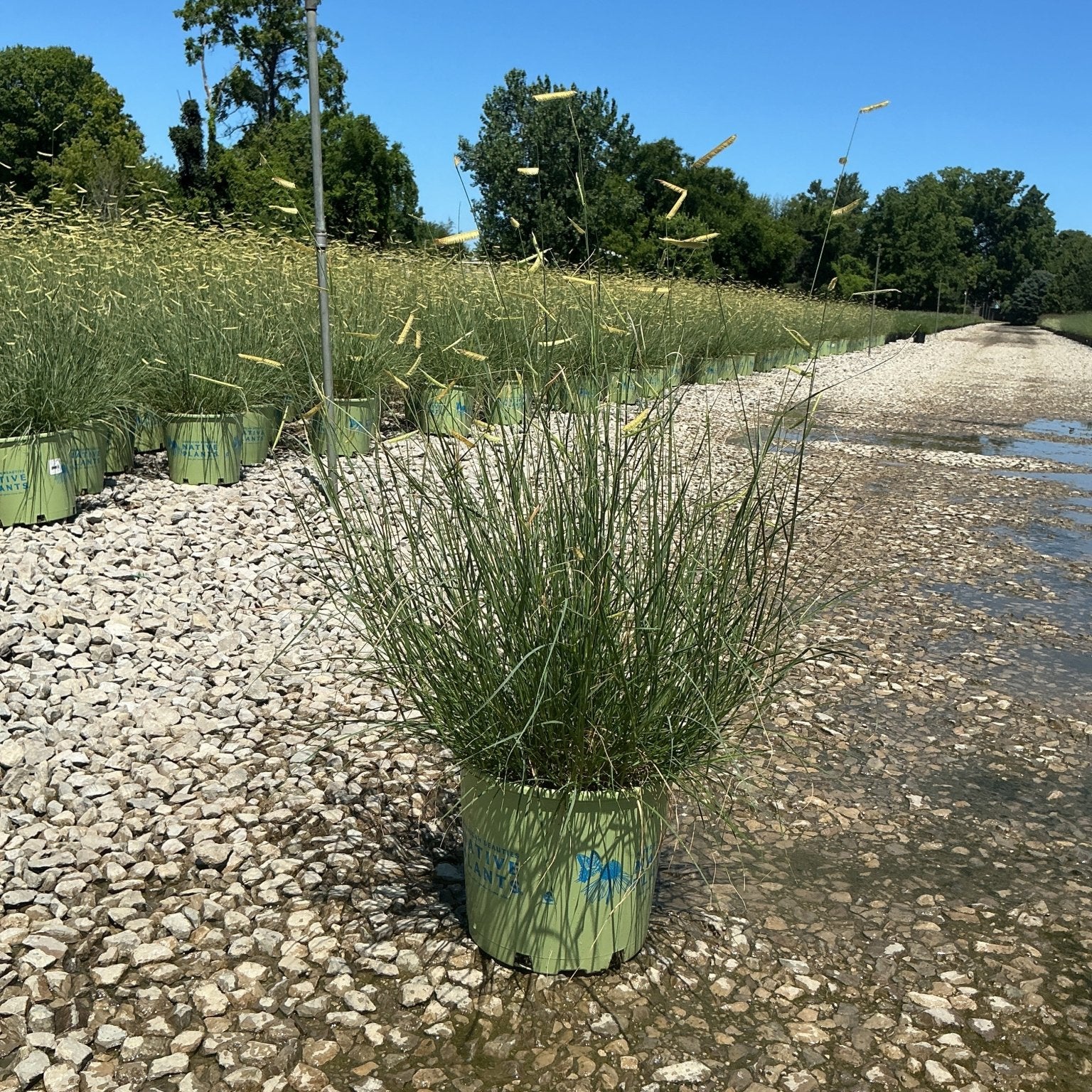Blonde Ambition Blue Grama Grass in a #3 container at a nursery, showing fine green foliage and golden seed heads.