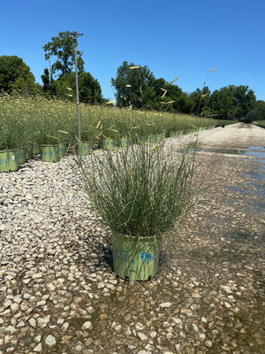 Blonde Ambition Blue Grama Grass in a #3 container at a nursery, showing fine green foliage and golden seed heads.