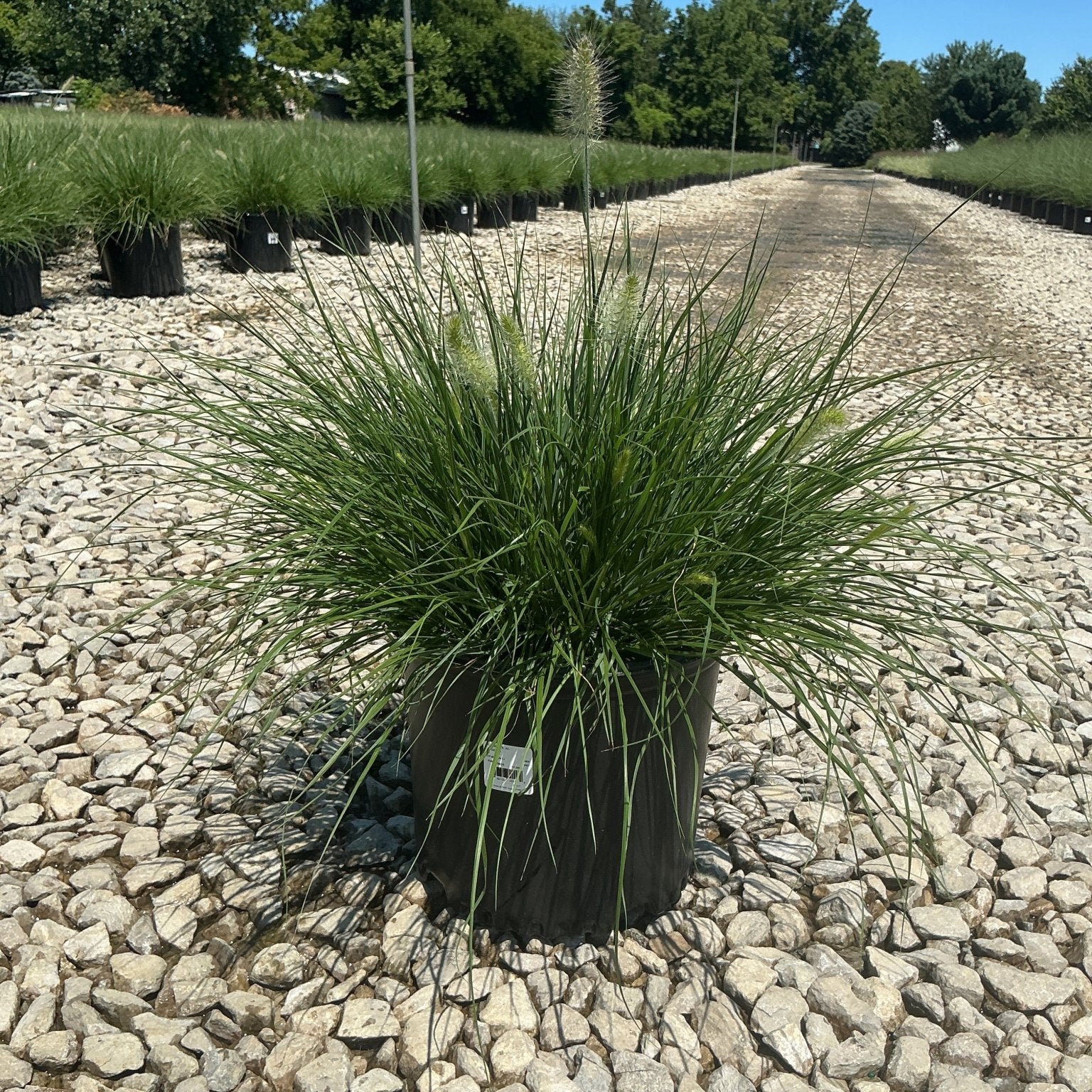Dwarf Fountain Grass Hameln in a #3 container with white bottlebrush plumes rising above fine green foliage at a nursery.