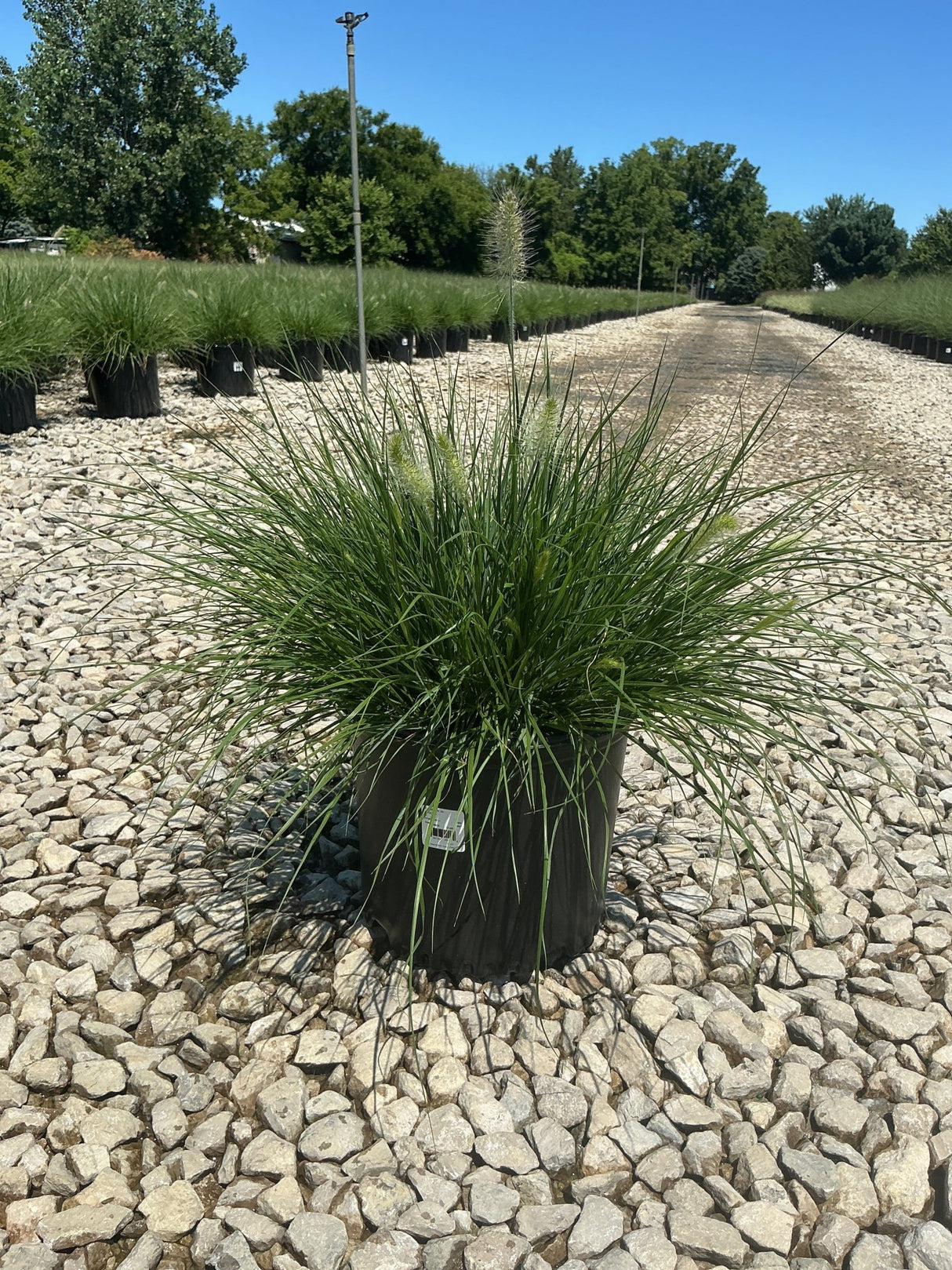 Dwarf Fountain Grass Hameln in a #3 container with white bottlebrush plumes rising above fine green foliage at a nursery.