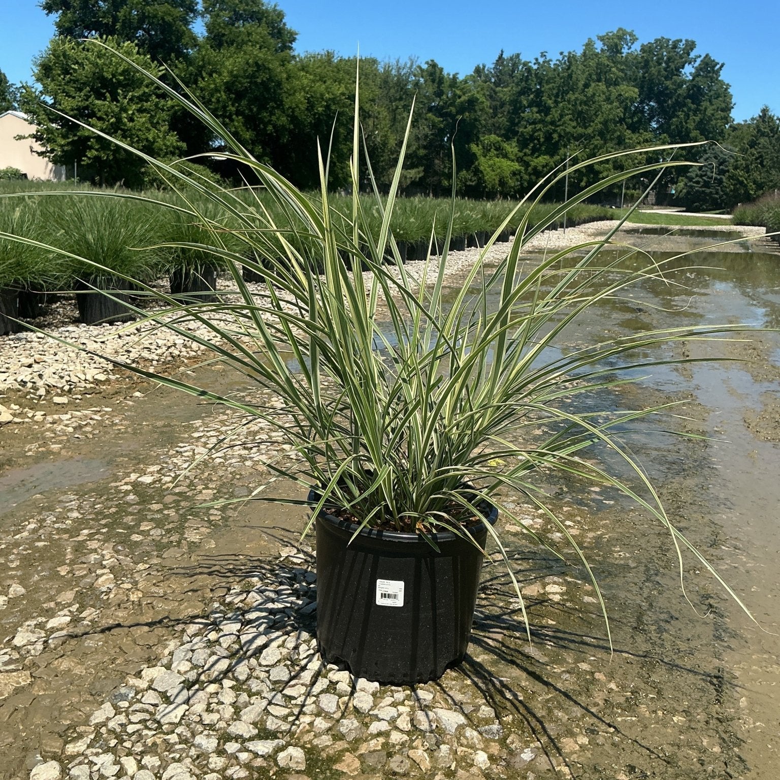 Variegated Japanese Silver Grass in a #3 container with arching green and cream striped blades, displayed at a nursery pond.