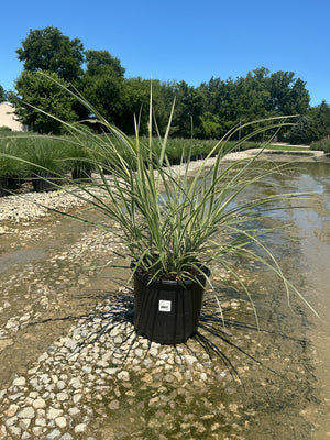 Variegated Japanese Silver Grass in a #3 container with arching green and cream striped blades, displayed at a nursery pond.