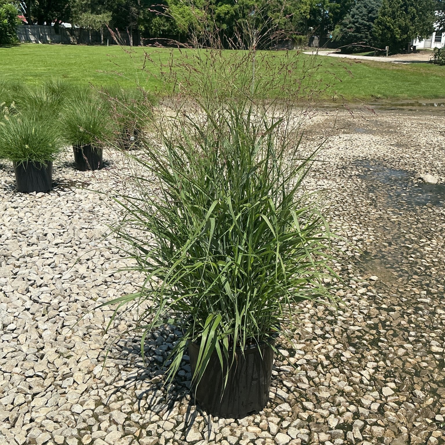 Shenandoah Switch Grass in a #3 nursery container, showing upright green foliage and airy reddish flower panicles on a gravel surface.