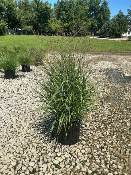Shenandoah Switch Grass in a #3 nursery container, showing upright green foliage and airy reddish flower panicles on a gravel surface.