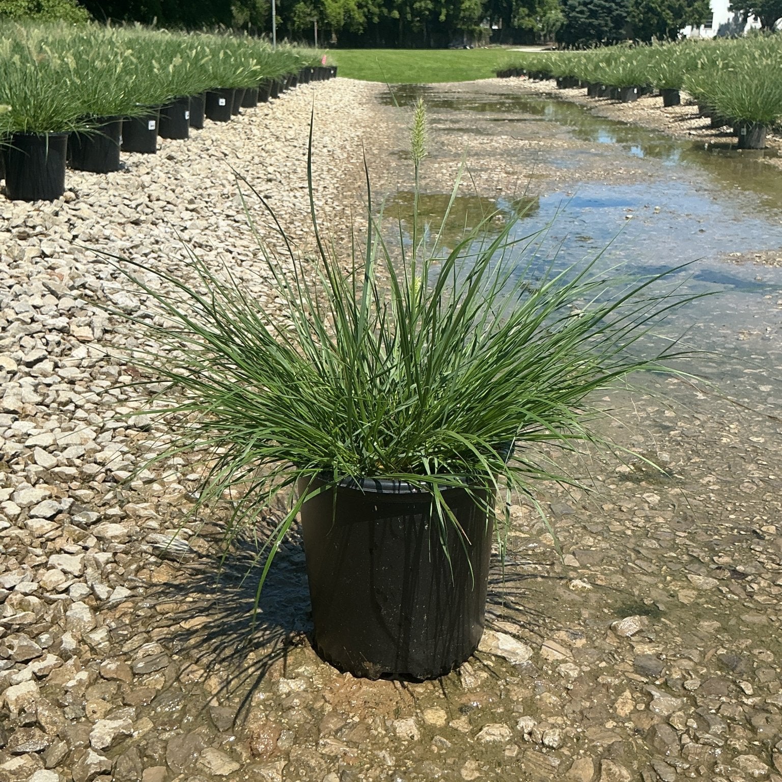 Dwarf Fountain Grass Hameln in a #2 black nursery container at a gravel nursery display bed with water irrigation channels.