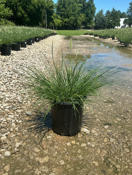 Dwarf Fountain Grass Hameln in a #2 black nursery container at a gravel nursery display bed with water irrigation channels.