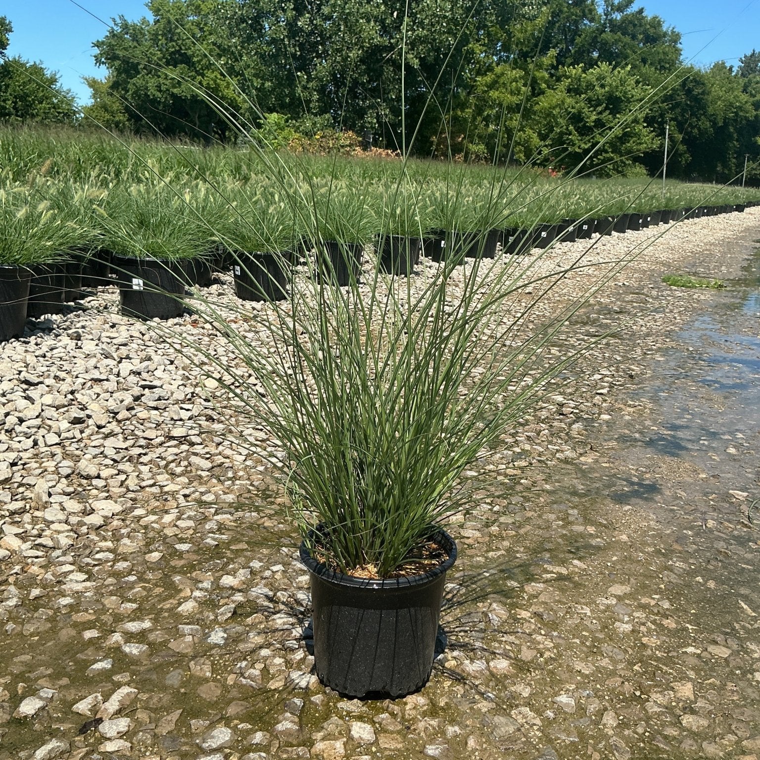 Miscanthus sinensis 'Gracillimus' Maiden Grass in a #1 container displayed on a gravel nursery bed.