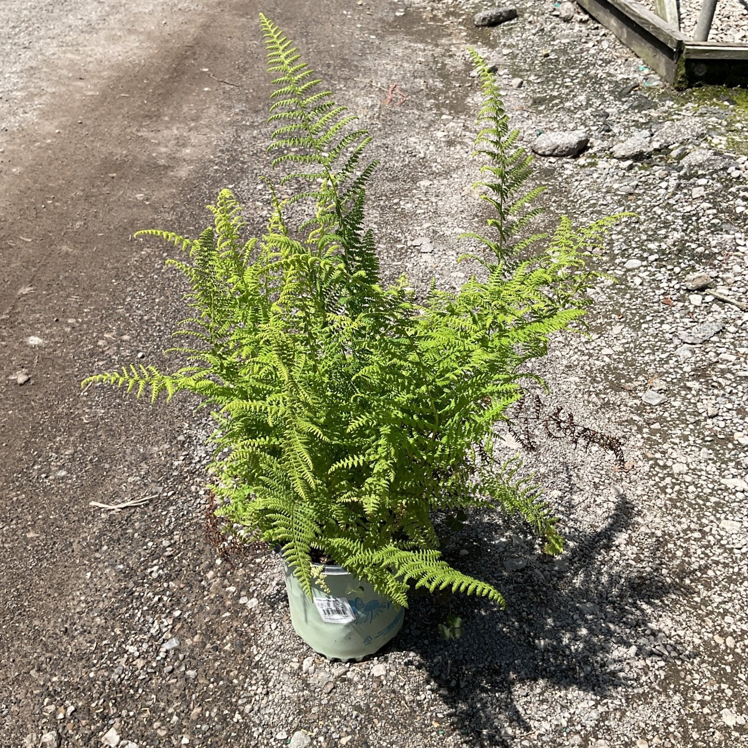 Hayscented Fern in a nursery container showing bright green, finely textured upright fronds reaching about 3 feet tall.