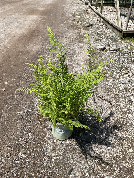 Hayscented Fern in a nursery container showing bright green, finely textured upright fronds reaching about 3 feet tall.