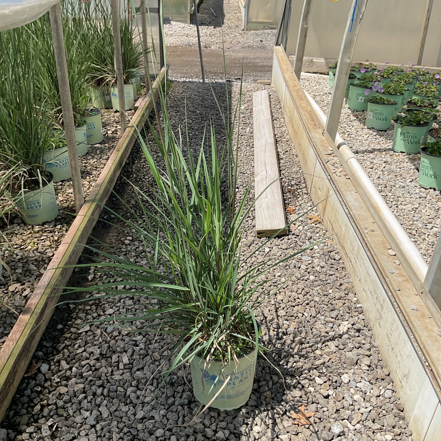 Golden Sunset Prairie Grass in a nursery container showing tall upright green foliage reaching 4 to 5 feet tall.