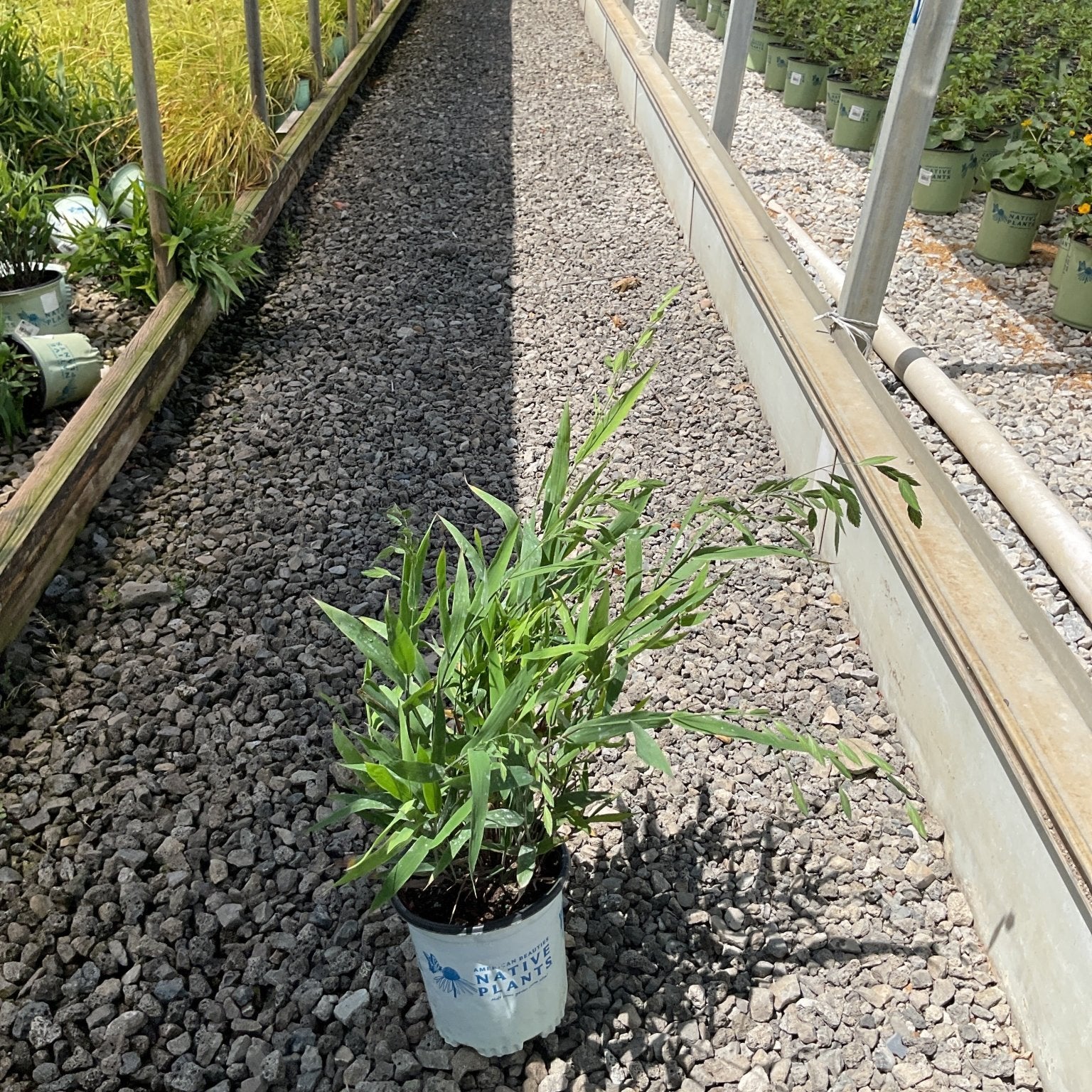 Northern Sea Oats Grass in a #1 container on a gravel path inside a greenhouse nursery.