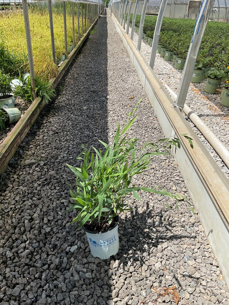 Northern Sea Oats Grass in a #1 container on a gravel path inside a greenhouse nursery.