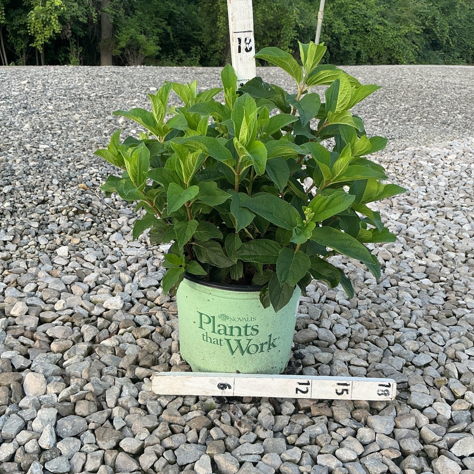 French Manicure Panicle Hydrangea in a #3 container on gravel, showing lush green foliage measured at approximately 18 inches tall.