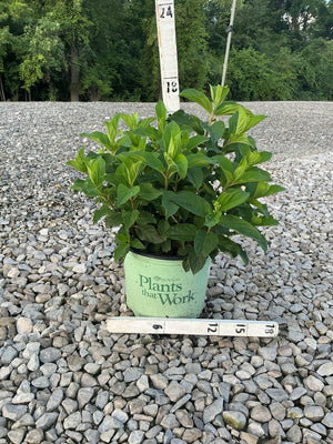 French Manicure Panicle Hydrangea in a #3 container on gravel, showing lush green foliage measured at approximately 18 inches tall.