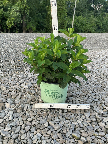 French Manicure Panicle Hydrangea in a #3 container on gravel, showing lush green foliage measured at approximately 18 inches tall.