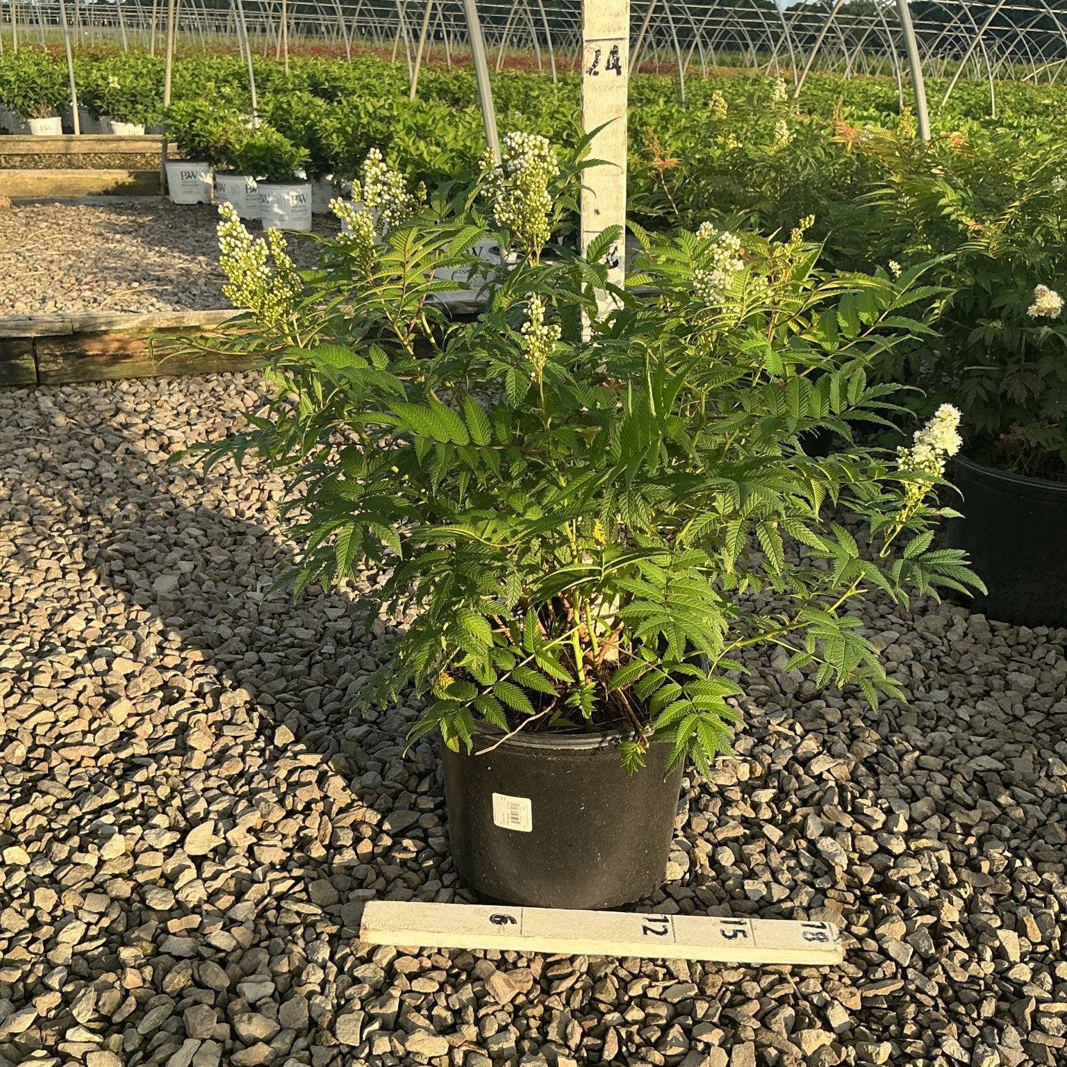 Sem Ash Leaf Spirea shrub in a #3 container displaying feathery green foliage and white flower plumes at a nursery.