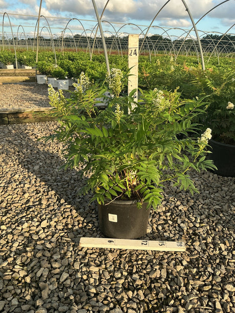 Sem Ash Leaf Spirea shrub in a #3 container displaying feathery green foliage and white flower plumes at a nursery.