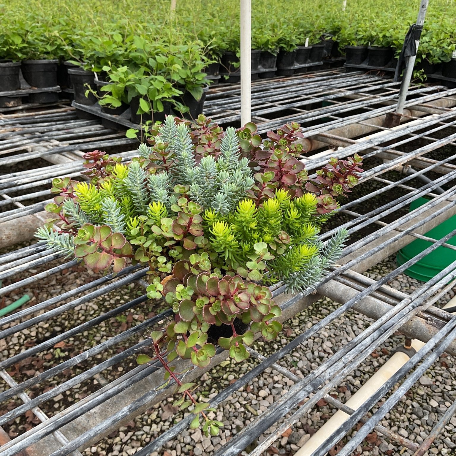 Sedum Flaming Carpet growing in a quart container on a greenhouse bench, showing colorful mixed foliage in green, blue, and red tones.