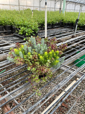 Sedum Flaming Carpet growing in a quart container on a greenhouse bench, showing colorful mixed foliage in green, blue, and red tones.