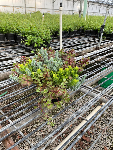 Sedum Flaming Carpet growing in a quart container on a greenhouse bench, showing colorful mixed foliage in green, blue, and red tones.