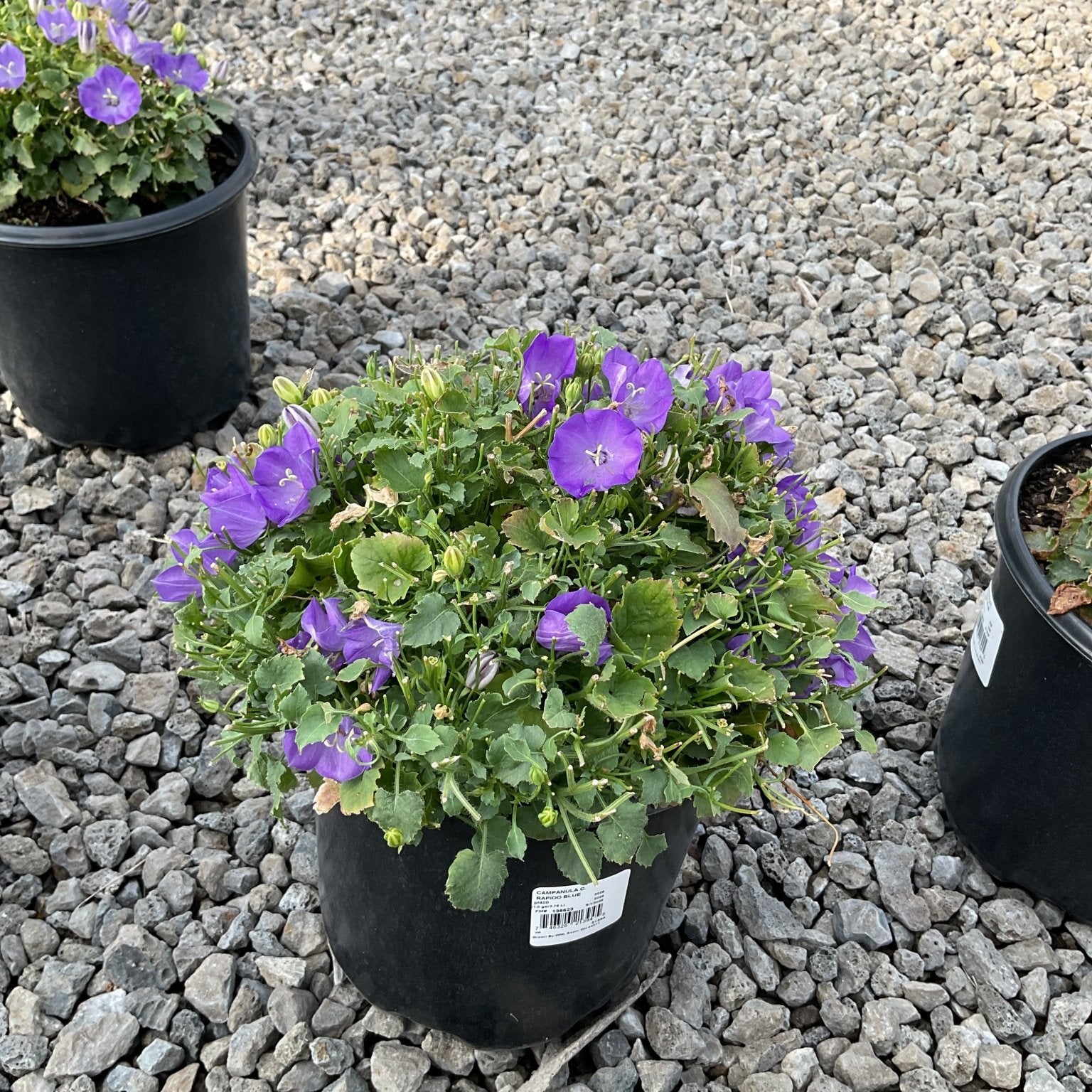 Rapido Blue Carpathian Bellflower in a black nursery container covered in violet-blue bell-shaped blooms on a gravel surface.