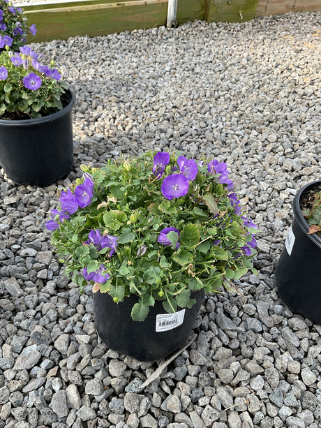 Rapido Blue Carpathian Bellflower in a black nursery container covered in violet-blue bell-shaped blooms on a gravel surface.