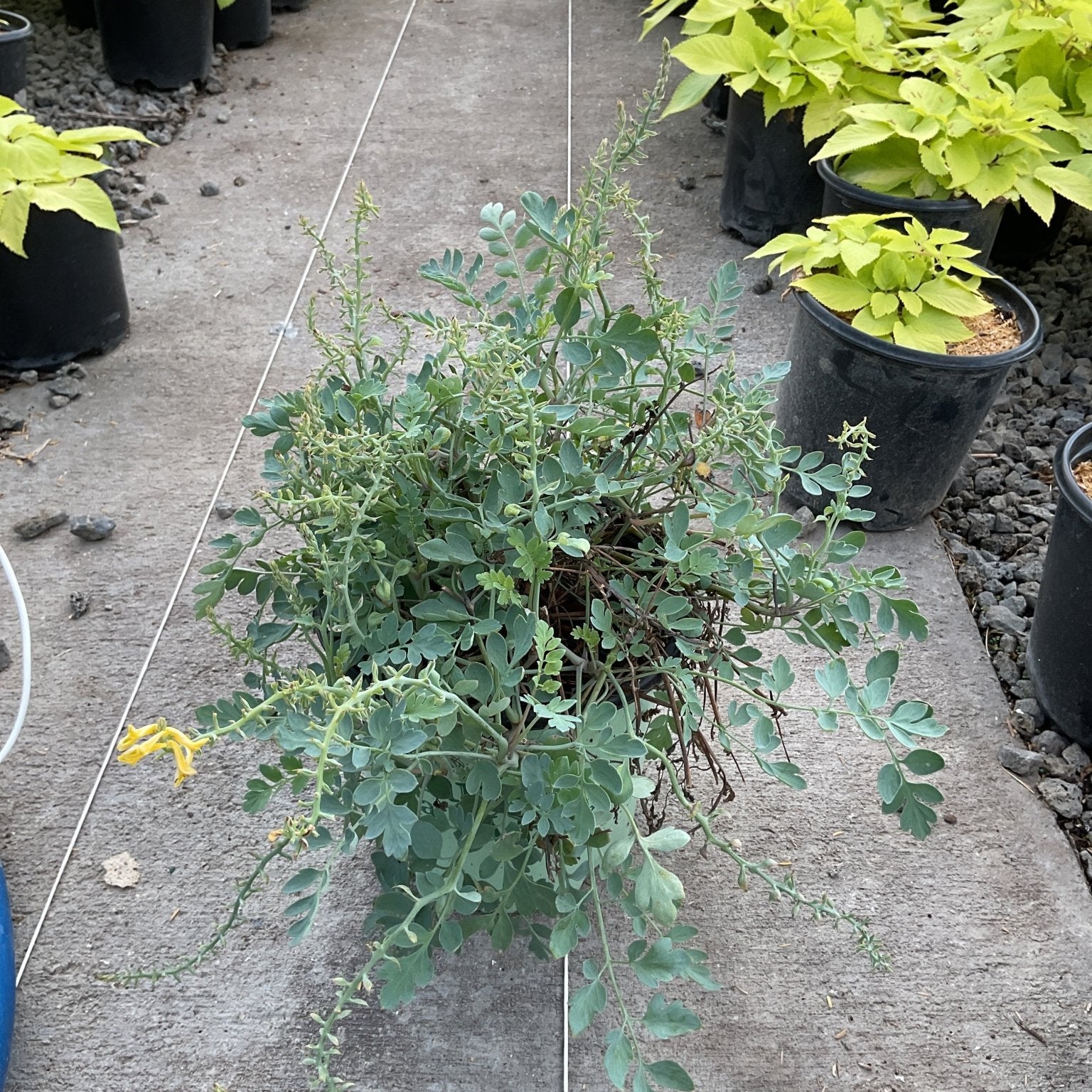 Canary Feathers Corydalis plant with blue-green feathery foliage spilling from a container on a nursery floor.
