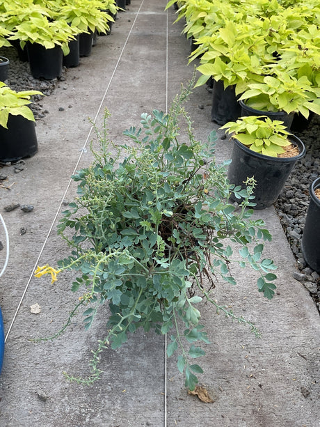 Canary Feathers Corydalis plant with blue-green feathery foliage spilling from a container on a nursery floor.