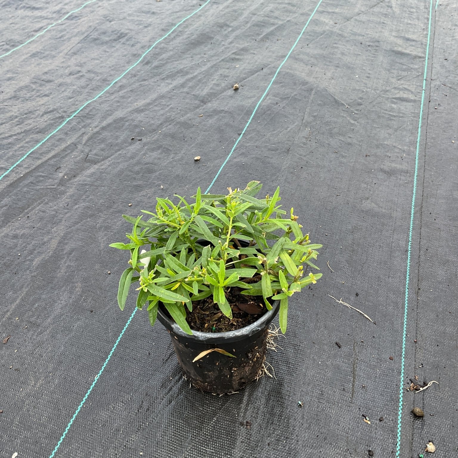 Butterfly Weed plant in a quart container showing bright green foliage and early buds on weed barrier fabric.