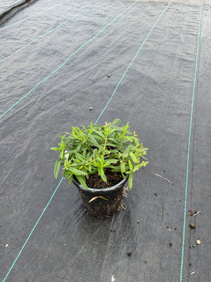 Butterfly Weed plant in a quart container showing bright green foliage and early buds on weed barrier fabric.