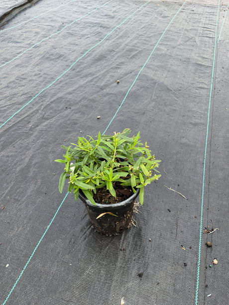 Butterfly Weed plant in a quart container showing bright green foliage and early buds on weed barrier fabric.