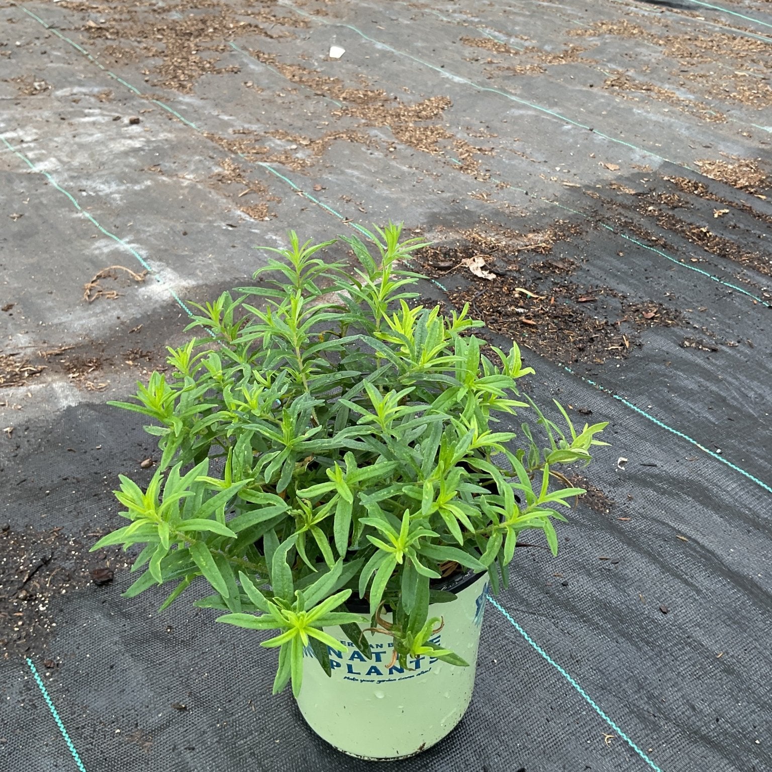 Asclepias tuberosa butterfly weed plant in a #1 nursery container showing dense green foliage before blooming.
