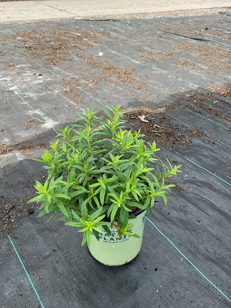 Asclepias tuberosa butterfly weed plant in a #1 nursery container showing dense green foliage before blooming.