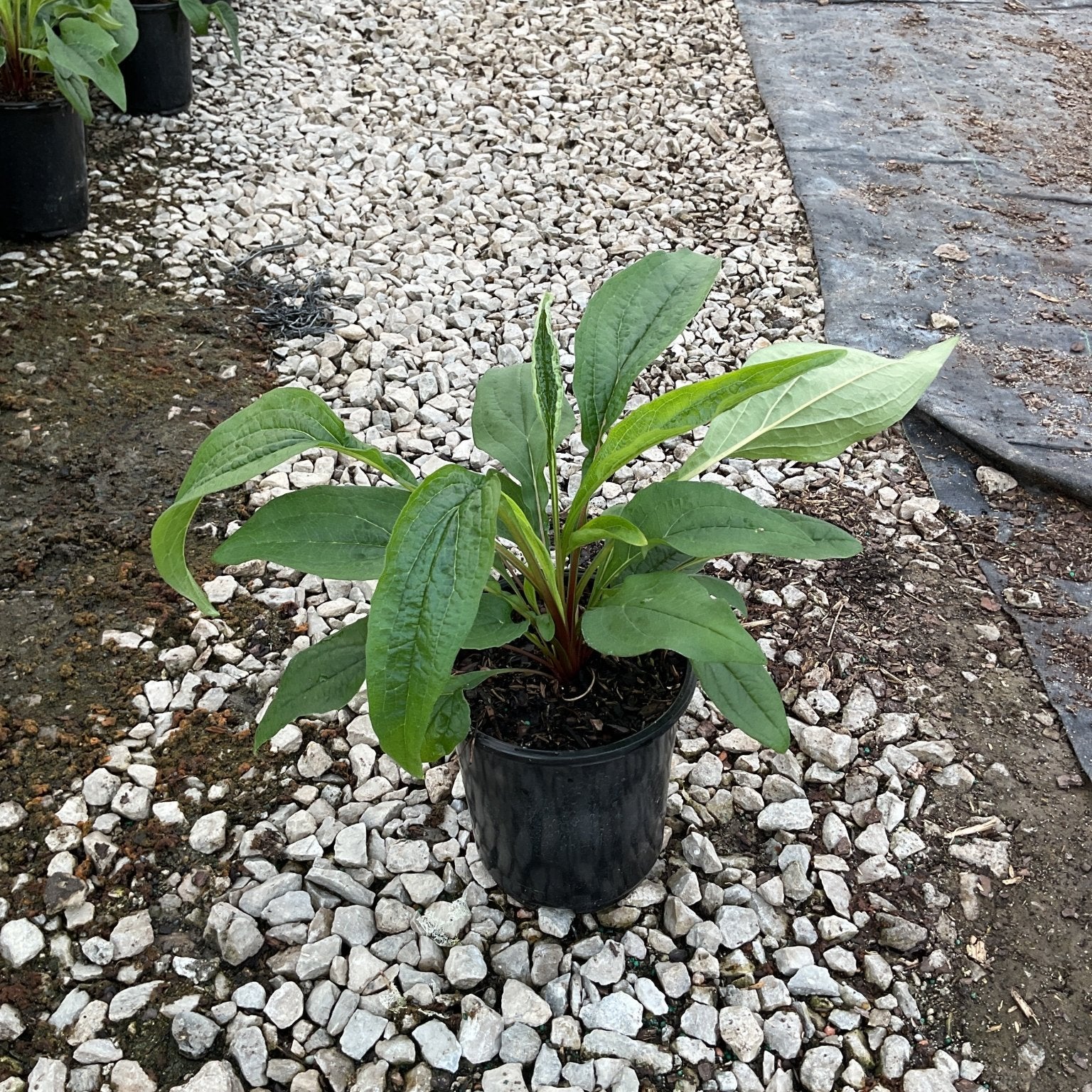 Magnus Purple Coneflower in a #1 nursery container showing lush green foliage before bloom.