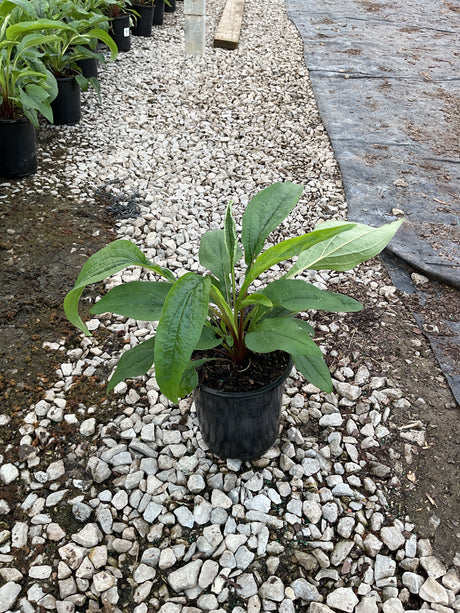 Magnus Purple Coneflower in a #1 nursery container showing lush green foliage before bloom.
