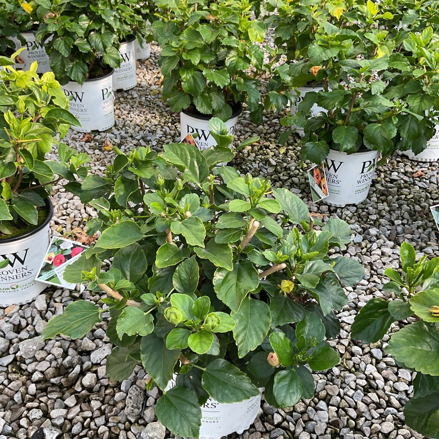 Hollywood Hibiscus Chatty Cathy shrubs in white Proven Winners containers displayed on gravel at a nursery.