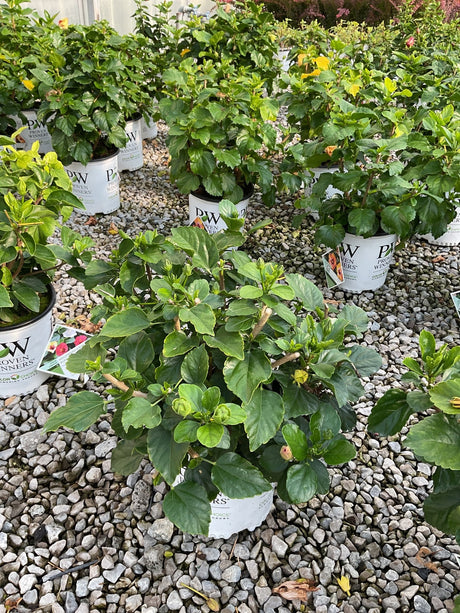 Hollywood Hibiscus Chatty Cathy shrubs in white Proven Winners containers displayed on gravel at a nursery.