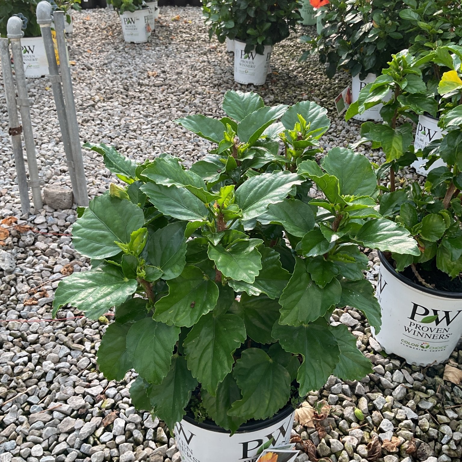 Hollywood Hibiscus Heartthrob shrub in a Proven Winners #2 container showing dense, glossy green foliage at a nursery.
