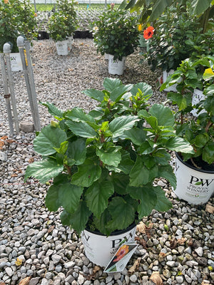 Hollywood Hibiscus Heartthrob shrub in a Proven Winners #2 container showing dense, glossy green foliage at a nursery.