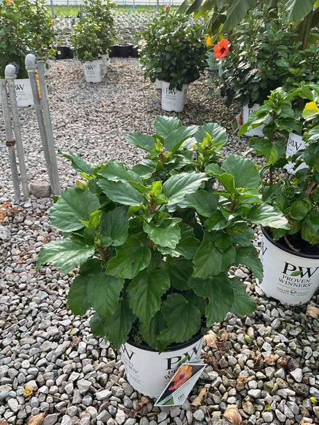 Hollywood Hibiscus Heartthrob shrub in a Proven Winners #2 container showing dense, glossy green foliage at a nursery.