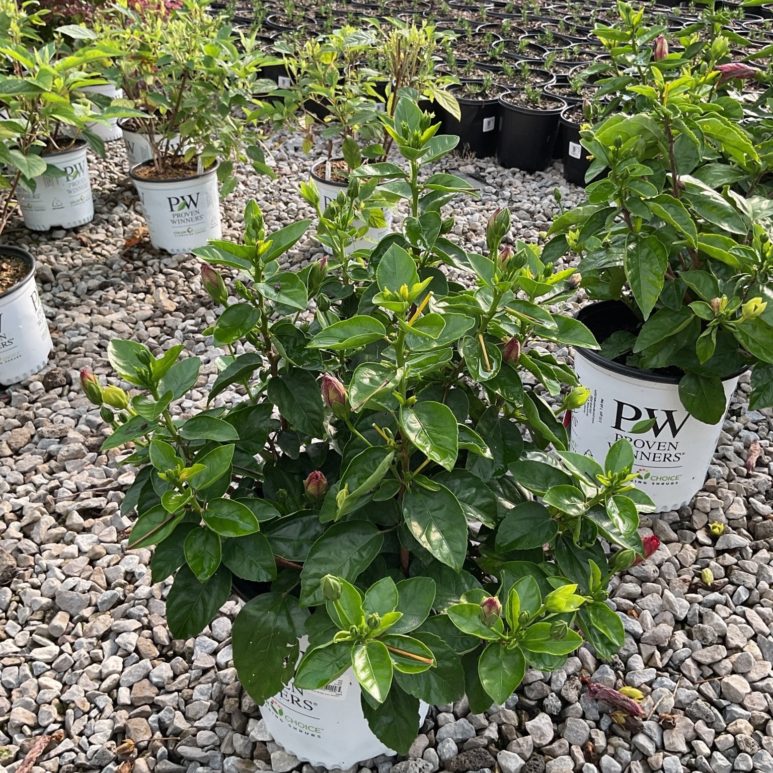 Hollywood Hibiscus Hot Shot shrub in a Proven Winners container showing dark green foliage and burgundy buds at a nursery.