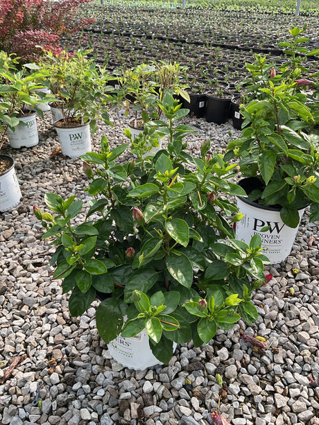 Hollywood Hibiscus Hot Shot shrub in a Proven Winners container showing dark green foliage and burgundy buds at a nursery.