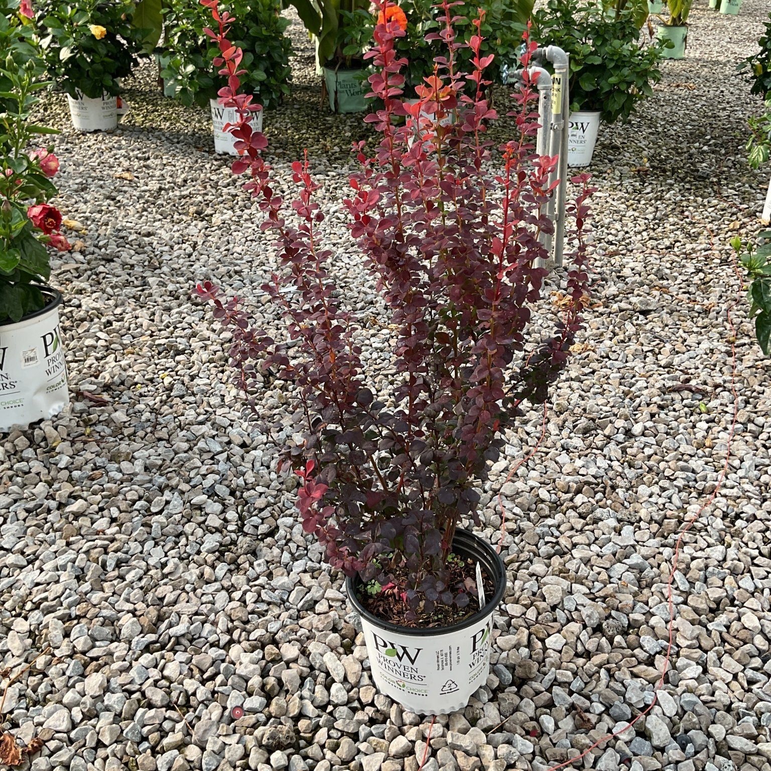 Orange Rocket Barberry shrub in a Proven Winners #1 container, showing deep burgundy and red upright foliage at a nursery.